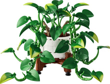 11512 Hanging Golden Pothos