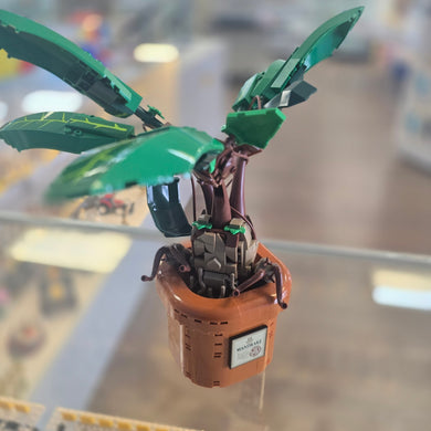 76433 Mandrake (Previously Owned)